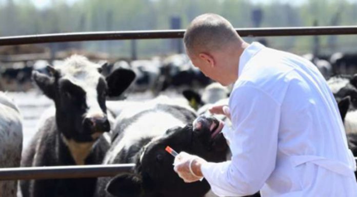 Se caută medici veterinari în Gorj