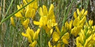 Drobița(Genista tinctoria) – beneficii și proprietăți