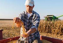 De azi, fermierii gorjeni pot solicita cei 15.000 de euro