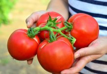 Olanda recrutează muncitori în producția de roșii