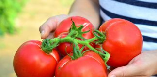 Olanda recrutează muncitori în producția de roșii