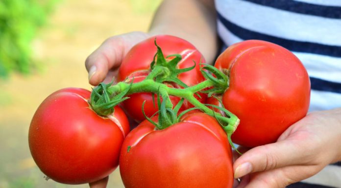 Olanda recrutează muncitori în producția de roșii