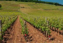 Dăunătorii viţei de vie(I)