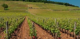 Dăunătorii viţei de vie(I)