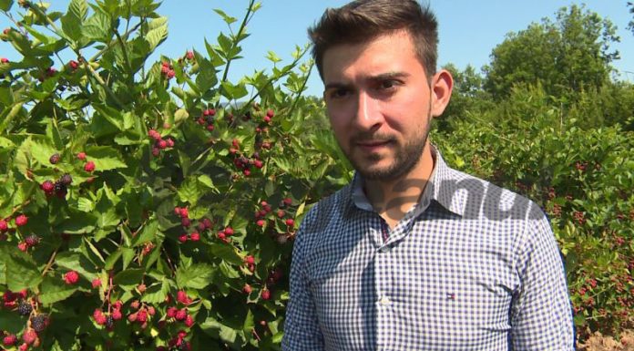 Mure gorjenești, în marile magazine din București, dar și în Occident!