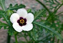 Zămoșița (Hibiscus trionum) – beneficii şi proprietăţi