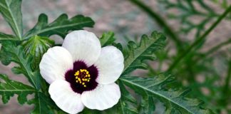 Zămoșița (Hibiscus trionum) – beneficii şi proprietăţi