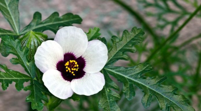 Zămoșița (Hibiscus trionum) – beneficii şi proprietăţi