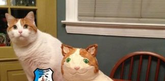 Suporterii Pandurilor contestă deciziile lui Sarcină