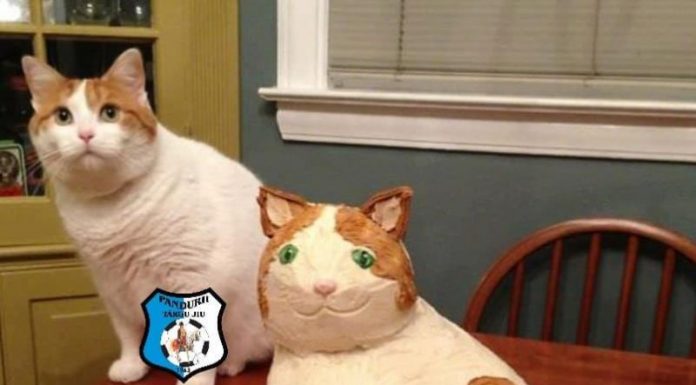 Suporterii Pandurilor contestă deciziile lui Sarcină