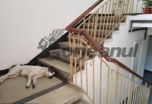 Vrei să ajungi la Serviciul Regim Permise și Înmatriculări Târgu-Jiu? Prima condiție: treci de dulăul care doarme pe scările instituției!