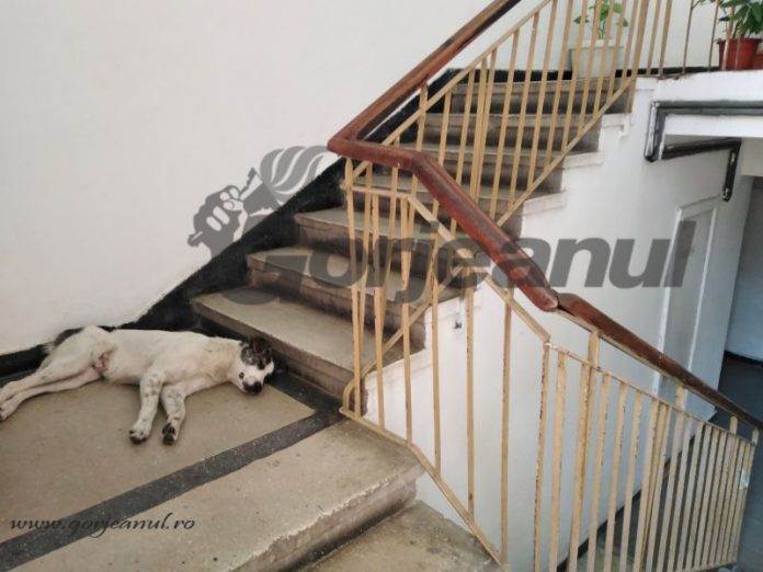 68924895_663054530873491_2485389611602280448_n