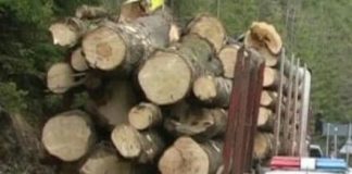 Transport ilegal de lemn, oprit la Tismana