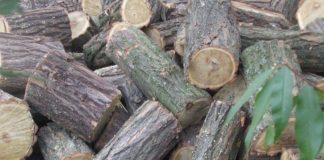 Tânăr reținut pentru tăiere ilegală și furt de arbori