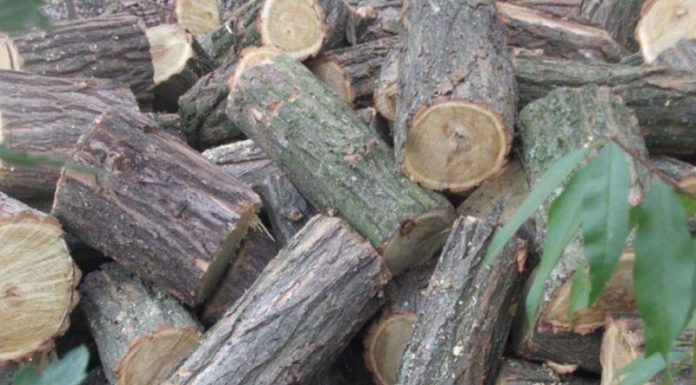 Tânăr reținut pentru tăiere ilegală și furt de arbori