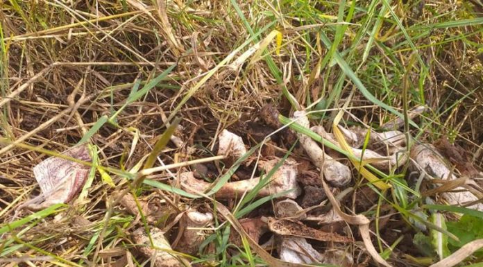 Oase umane, găsite pe un teren de lângă Cimitirul Budieni! Preotul paroh, obligat să investigheze