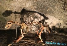 LEGENDELE GORJULUI – Baia de Fier – Peștera Muierii (II)