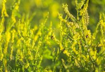 Sulfina (Melilotus officinalis) – beneficii şi proprietăţi