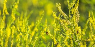Sulfina (Melilotus officinalis) – beneficii şi proprietăţi