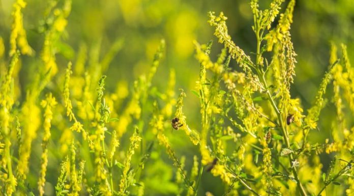Sulfina (Melilotus officinalis) – beneficii şi proprietăţi