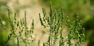 Primăria Târgu-Jiu, un nou apel: Distrugeți ambrozia!