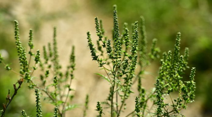 Primăria Târgu-Jiu, un nou apel: Distrugeți ambrozia!