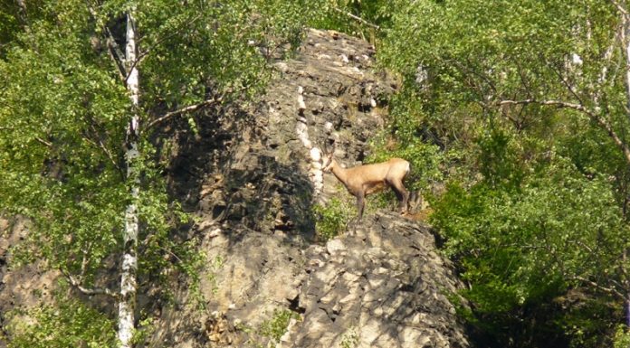 Controale în ariile protejate din Gorj. Amenzi!