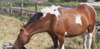 Măsuri anti-caniculă, instituite de proprietarii de animale din județ