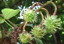 Un superlativ naţional – Pădurea de castani comestibili de la Topeşti