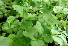 Coriandru (Coriandrum sativum) – beneficii şi proprietăţi