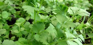 Coriandru (Coriandrum sativum) – beneficii şi proprietăţi