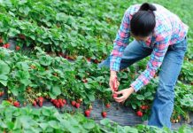 Belgia caută culegători de căpșune