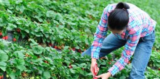 Belgia caută culegători de căpșune