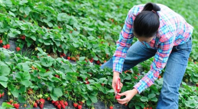 Belgia caută culegători de căpșune