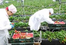 Olanda recrutează 40 de culegători de căpșune