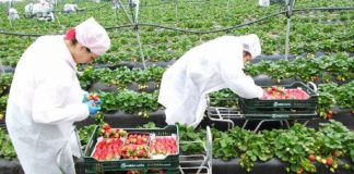 Olanda recrutează 40 de culegători de căpșune