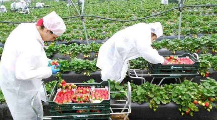 Olanda recrutează 40 de culegători de căpșune