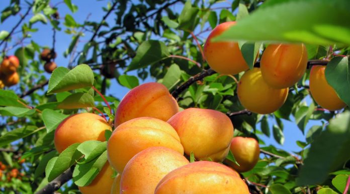 Bani pentru procesarea fructelor