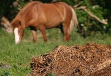 Agricultura pe înțelesul tuturor – Gunoiul de grajd – o comoară a fermierilor (II)