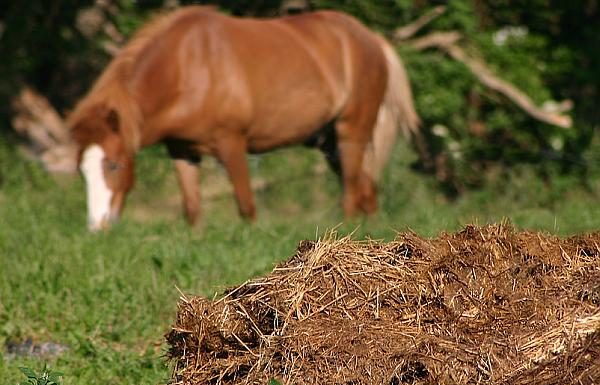 Agricultura pe înțelesul tuturor – Gunoiul de grajd – o comoară a fermierilor (II)
