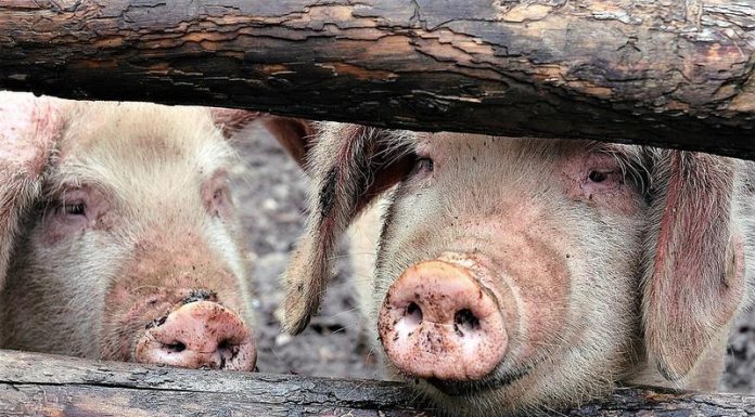 Situația actuală privind pesta porcină, în Gorj