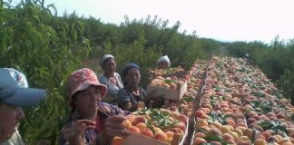 Olanda recrutează culegători de fructe