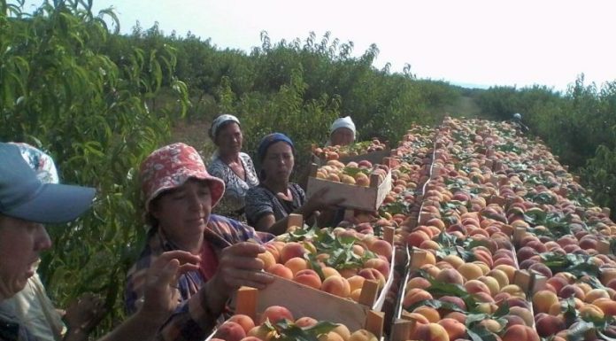 Olanda recrutează culegători de fructe