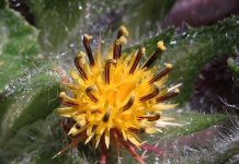 Schinelul (Cnicus benedictus) – beneficii și proprietăți