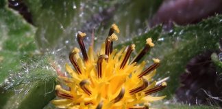 Schinelul (Cnicus benedictus) – beneficii și proprietăți