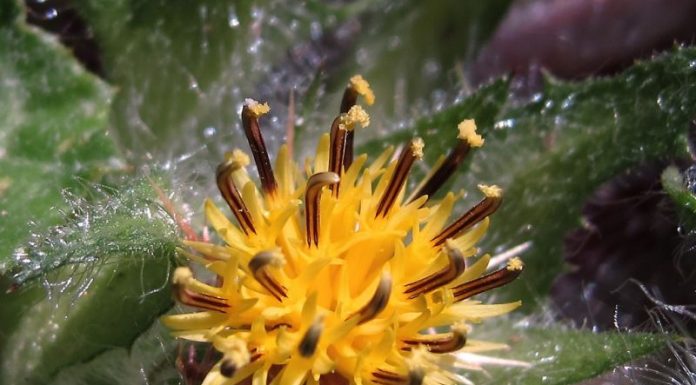 Schinelul (Cnicus benedictus) – beneficii și proprietăți