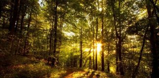 Aviz gorjenilor: noi scheme de ajutor de stat iau startul!