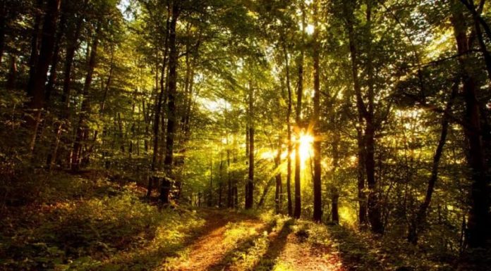 Aviz gorjenilor: noi scheme de ajutor de stat iau startul!