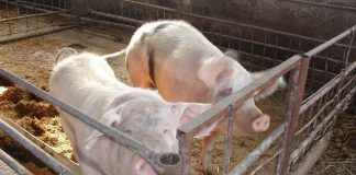 Porcii mistreți din Mehedinți, vânați din cauza pestei porcine din Gorj