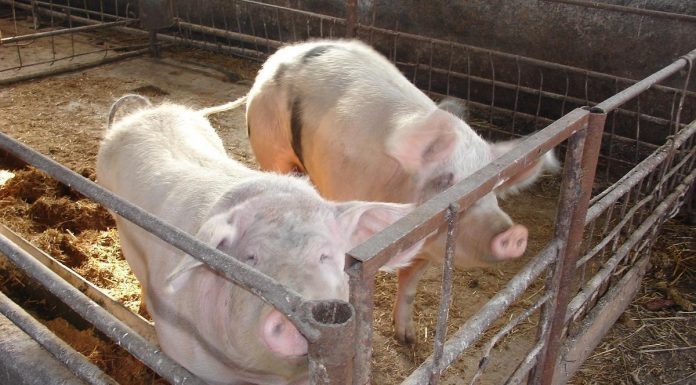 Porcii mistreți din Mehedinți, vânați din cauza pestei porcine din Gorj